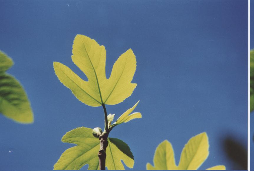 La lumière et les mots (Arnaud Beaujeu)